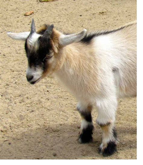 Pygmy Goat Plumpton Park Zoo