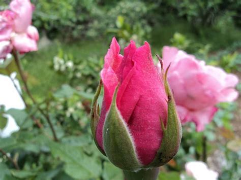 Bright Pink Rosebud Rose Gardens Plants Flowers Gardens Roses