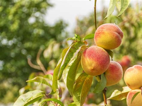 Ripe Sweet Peaches Grow On A Tree In The Garden Stock Photo Image Of
