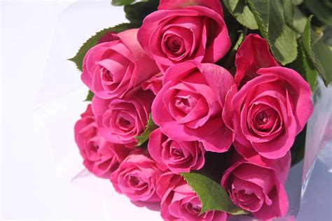 Inchiostro inciso in bianco e nero art. San Valentino, ecco il mazzo di rose perfetto secondo Confagricoltura Liguria | Liguria Business ...