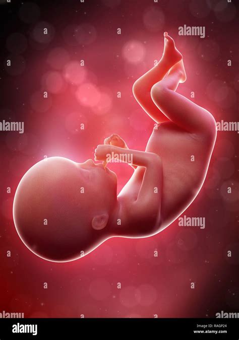 Fetus 20 Weeks Hi Res Stock Photography And Images Alamy