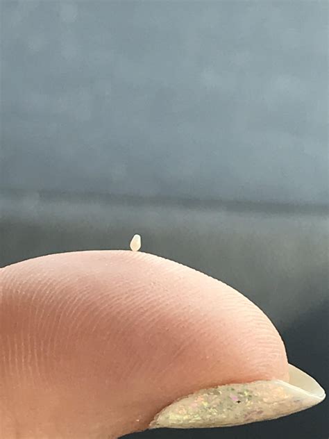 Tiny lil sesame seed pop : r/popping