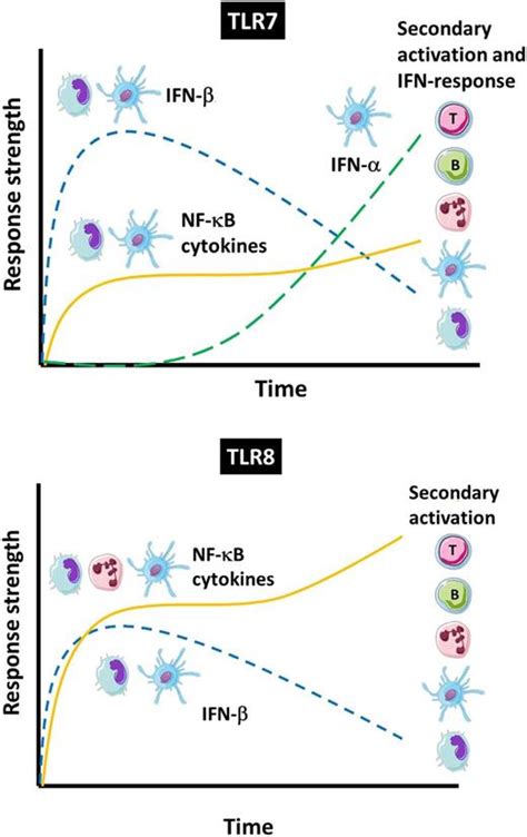 Tlr7 And Tlr8 Differentially Activate The Irf And Nf κb Pathways In