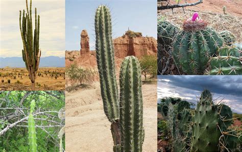 El Desierto De La Tatacoa Y Sus Mágicos Cactus Eldesiertodelatatacoa