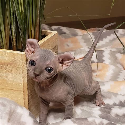 Strange Sphynx And Elfs On Instagram “elf Cuteness Strangesphynxandelfs Sphynxcatsoinstagram