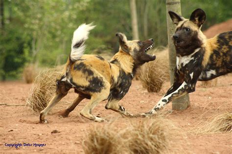 Free Download Wildlife African Wild Dog Facts Images 1600x1067 For