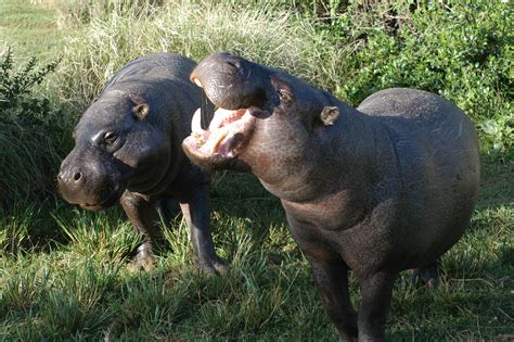 Filepygmy Hippopotamus Pair Wikimedia Commons