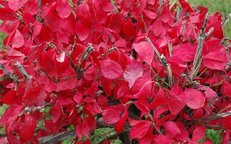 The Best Ornamental Trees And Shrubs For Fall Foliage Stauffers