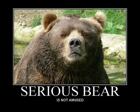 Common Homophones Kodiak Bear Grizzly Bear Poke The Bear Funny