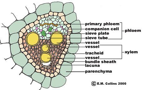 Zea mays stem cross section vascular bundles ชววทยา การศกษา