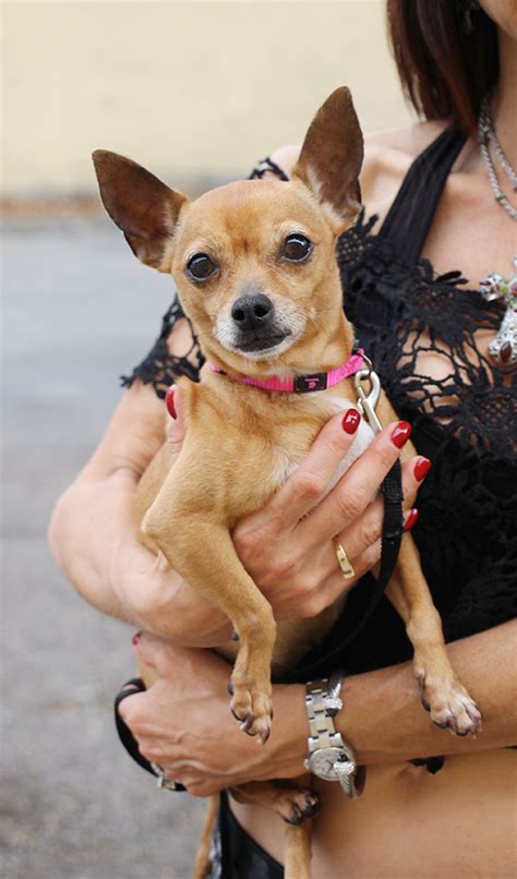 Planning to adopt a pet? Small Dogs For Adoption at Glimmer of Life Rescue in South ...