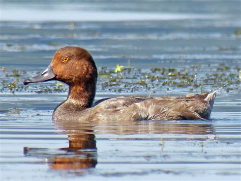 The average clutch size is nine eggs and incubation lasts between 21 and 27 days. Redhead - eBird