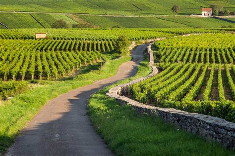 Most Popular Destinations For White Wine Lovers