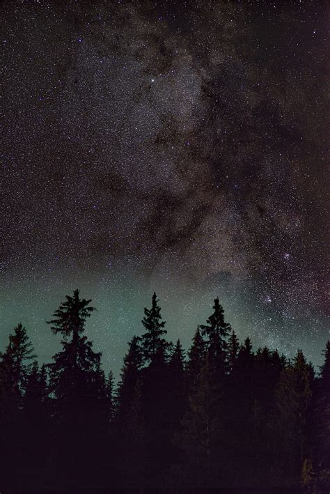 Spruce Trees Night Starry Sky Stars Nebula Hd Phone Wallpaper