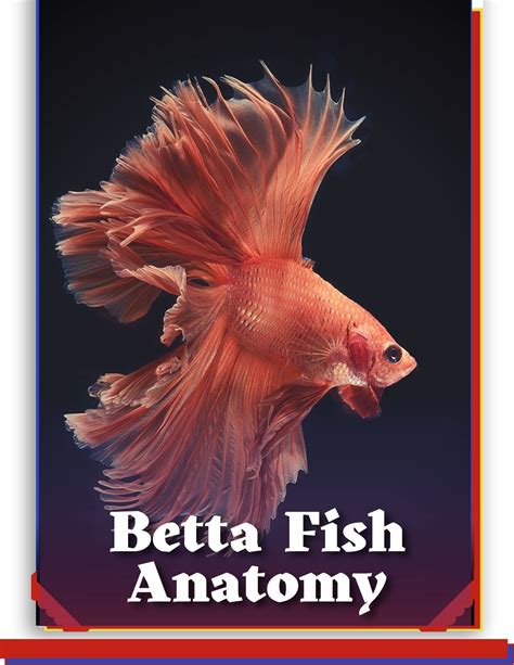 Betta Fish Anatomy Understanding The Betta Fish Anatomy By Jason