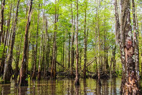 Neal Langerman Photography Slidell Ms Swamps