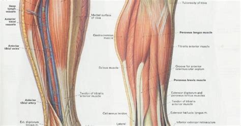 The calf is composedof two muscles, the soleus and the gastrocnemius, which is a large muscle located in the back of your lower leg. calf muscles - Pesquisa Google | Anatomy references ...