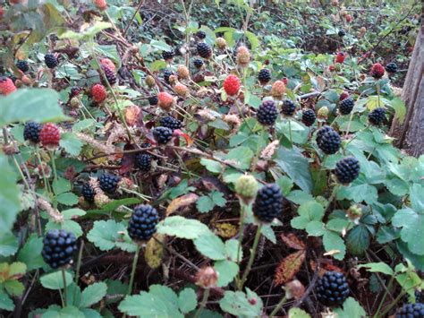 Blackberries And Raspberries Growing In The Woods