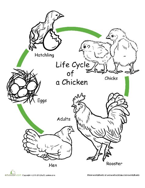 Life Cycle Of A Chicken Worksheet