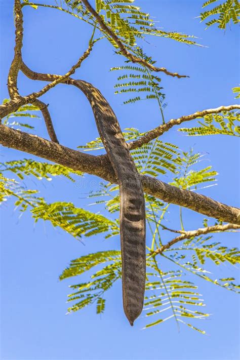 Poinciana Tree With Seed Pods And Blue Sky In Mexico Stock Image