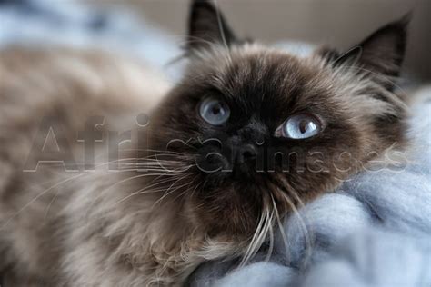 Cute Balinese Cat Closeup View Fluffy Pet In 2021 Balinese Cat