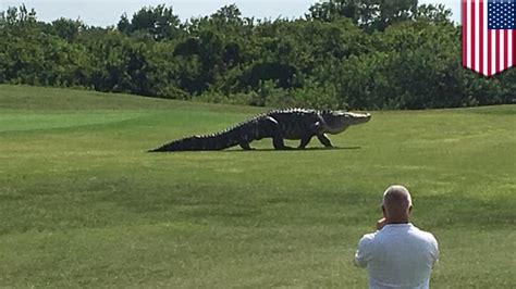 Giant Alligator Caught On Camera Walking Across Buffalo Creek Golf