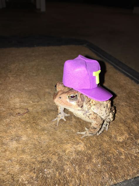Toad On My Porch Needed A Hat So I Made Him One Cute Animals Cute