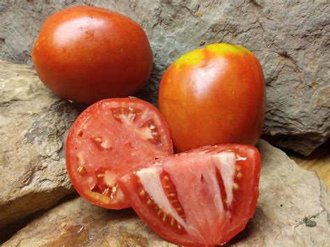 Knauss Oxheart Tomato The Best Rare Organic Heirloom Canning Tomato