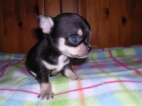 99 Teacup Chihuahua Puppies Black L2sanpiero