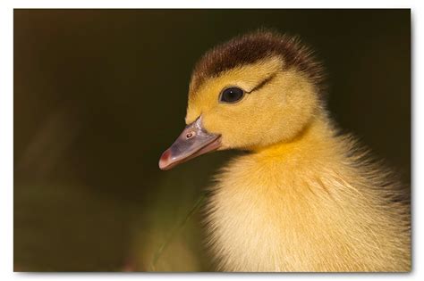 Ducklings Wildlife Photographer