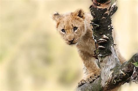 Cuánto Pesa Un León 6 Pasos Mascotas Y Animales