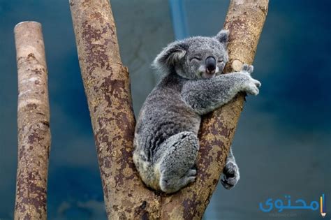 بحث عن حيوان الكوالا