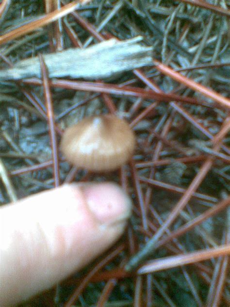 Magic Mushrooms Perth Western Australia Mushroom