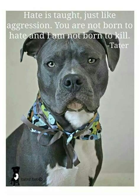 Pitbull Quotes Dog Quotes Bull Terrier Dog American Pitbull Terrier