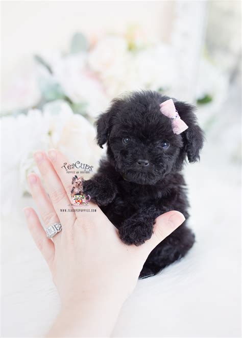 tiny black poodle puppies teacup puppies boutique