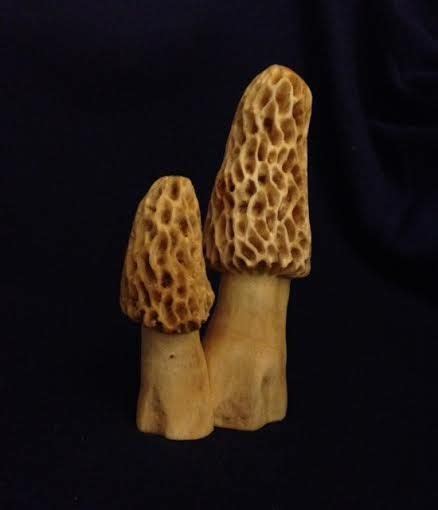 2 Morel Mushrooms Carved From Cottonwood 5 And 34 Inches Tall