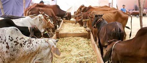 Maybe you would like to learn more about one of these? Best Things About Eid-ul-Adha in Pakistan for 2020 ...