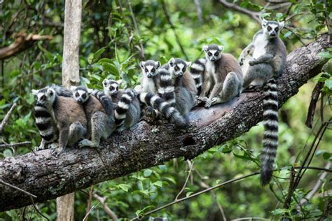 Ring Tailed Lemur Facts Habitat Diet Pictures