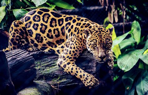 Brazilian Jaguars Have An Unexpected Diet And Social Life