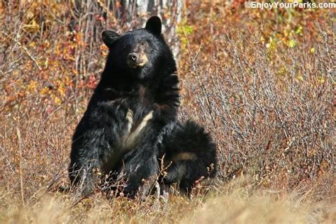 A Black Bear In Glacier National Park During Autumn Preparing For The