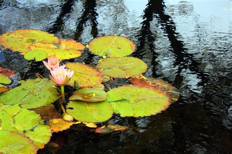 Lily Pond Brooklyn Botanic Gardens Smithsonian Photo Contest