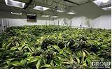 How To Grow Good Marijuana Indoors Pictures