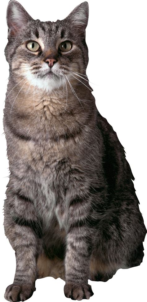 Cat Png Transparent Image Download Size 1051x2157px