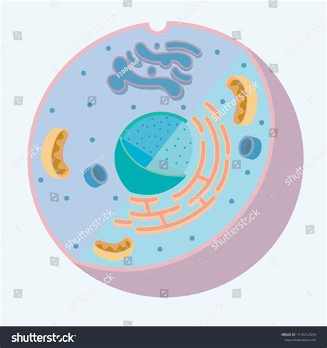 Diagram Animal Cell Organelle Without Labels Stok Vektör Telifsiz