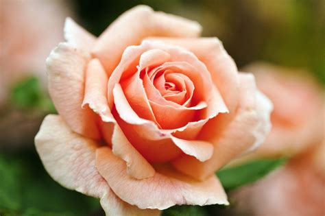 The Meanings Behind Rose Colors | Rose color meanings, Rose, Rose color