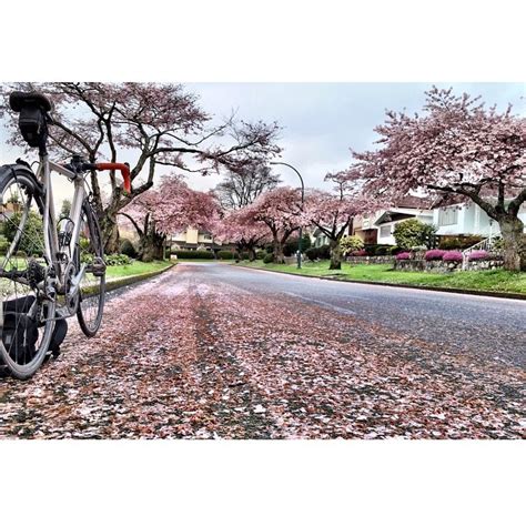 brodiebikes it snowed cherryblossoms on the commute home last night via instagram ift tt 1e