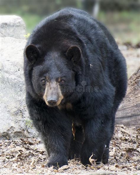 Black Bear Animal Photos Black Bear Black Bear Close Up