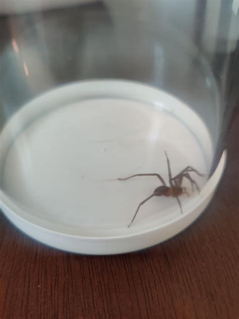 Is This A Chilean Recluse Spider Pic Taken In Chile Rspiders