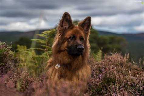 Heathers Long Haired German Shepherd Dog For Phone Wallpapers