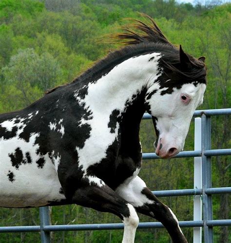Black And White Horse Breeds Horses Beautiful Horses